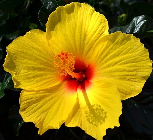 RESPIRATORY TEA - Improve Air Quality with Marshmallow & Hibiscus --- 1 PK gallery