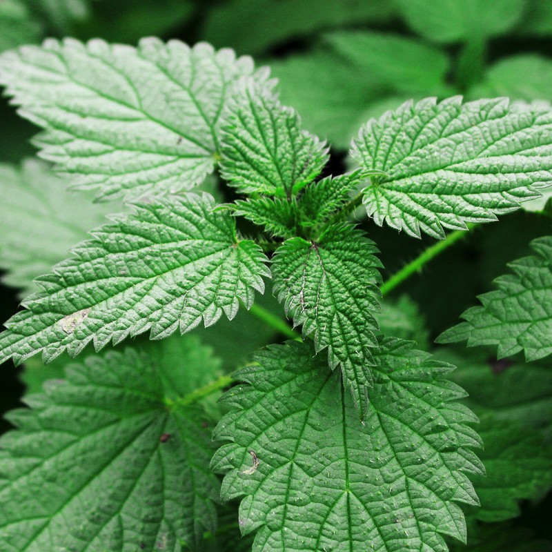 Nettle Leaf Tea Bags (30) Premium Quality, Caffeine-free Herbal Leaf Tea Bags gallery