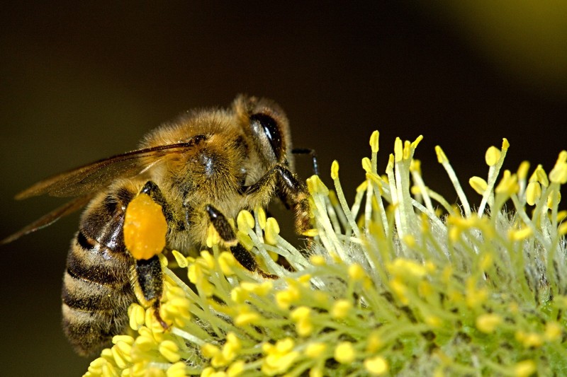 BEE POLLEN 100% Pure Natural Non Processed Bee Pollen Granules 10 lbs gallery