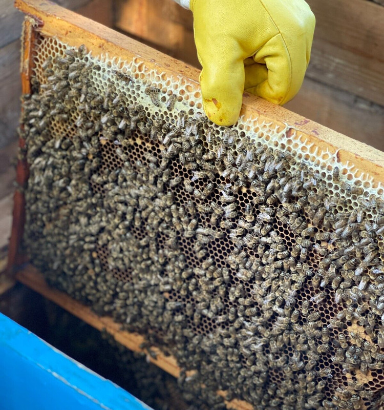 Bee Bread / Perga – Fermented Bee Pollen 100g (3.5oz), Raw & Unprocessed – 2025 gallery